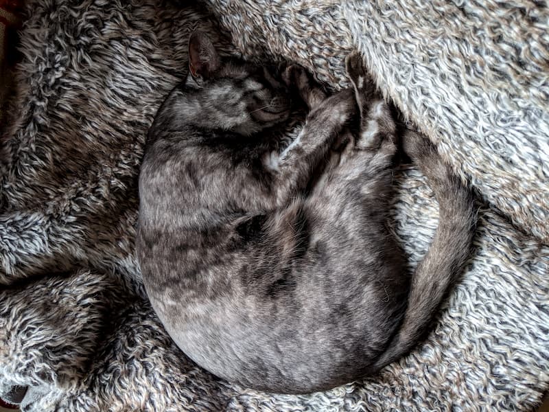 A grey cat lies amongst blankets that camouflage her