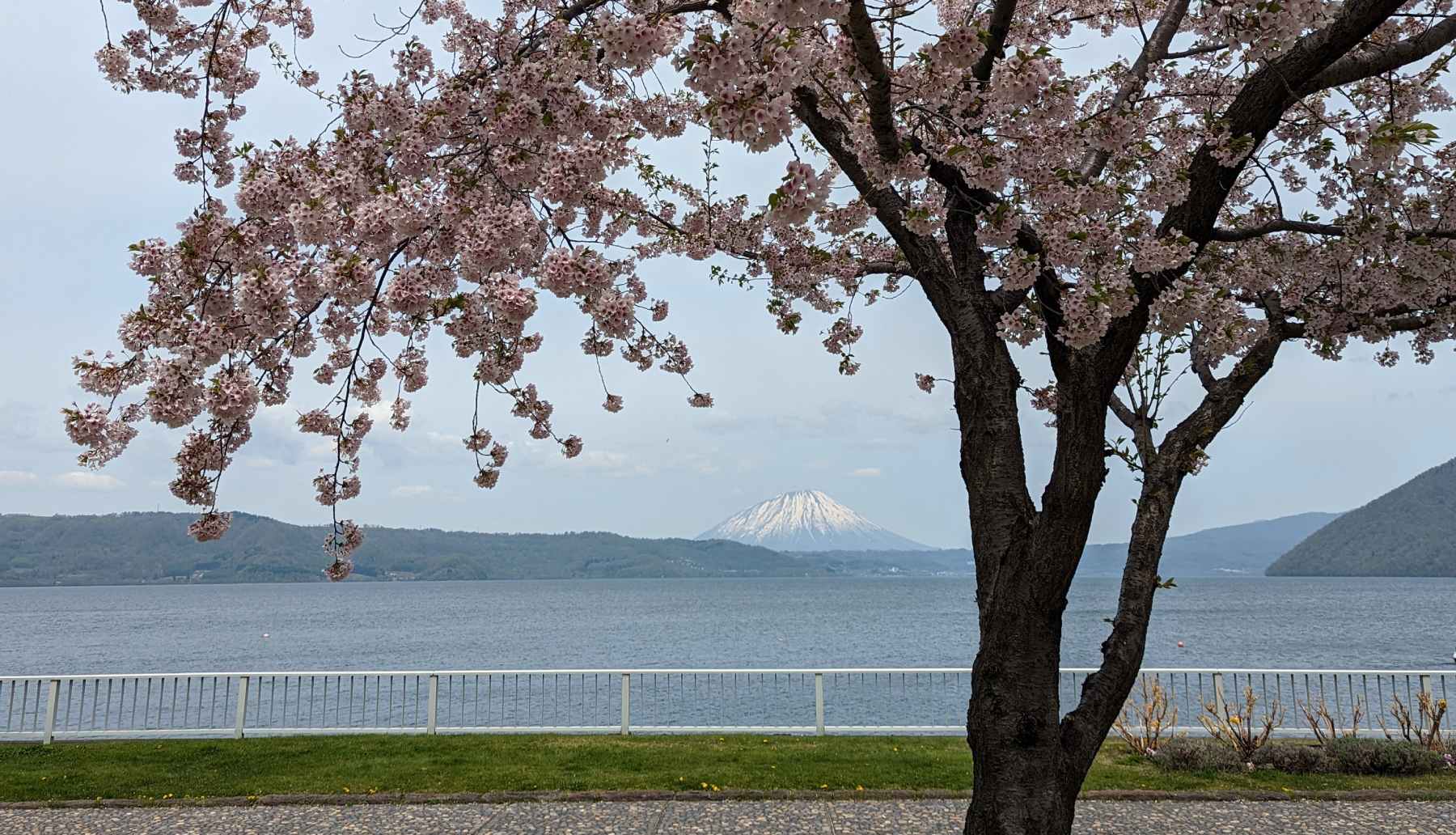 View across a lake, framed by the branches of a tree laden with cherry blossom. In the background is a snowy-peaked Mount Yōtei