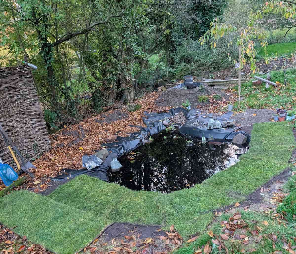 View of a pond, lacking plants, but surrounded by new turf